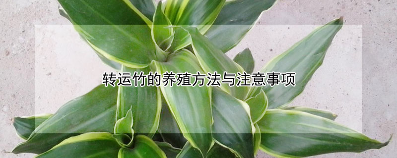 转运竹的养殖方法与注意事项（转运竹的养殖方法和注意事项盆栽）