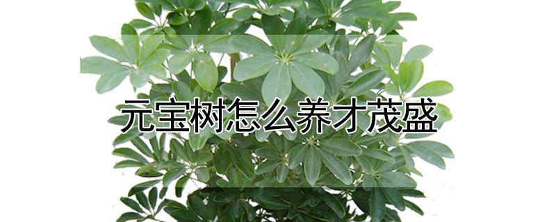 元宝树怎么养才茂盛 元宝树怎么养才茂盛视频
