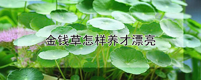 金钱草怎样养才漂亮 金钱草怎么养?