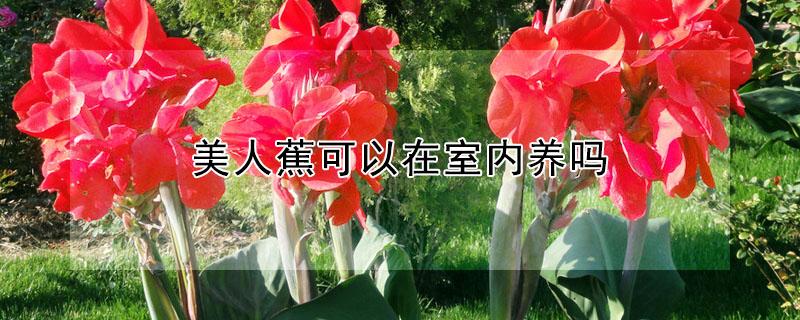美人蕉可以在室内养吗 美人蕉可以在室内养吗?