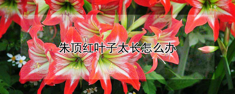 朱顶红叶子太长怎么办（朱顶红叶子太长了可以剪了吗）