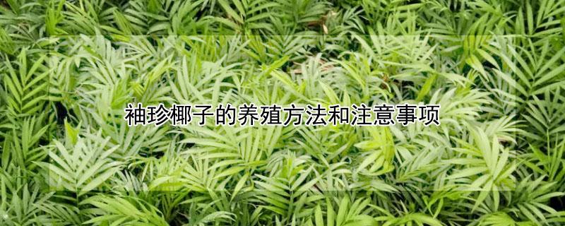 袖珍椰子的养殖方法和注意事项（袖珍椰子的养殖方法和注意事项有哪些）