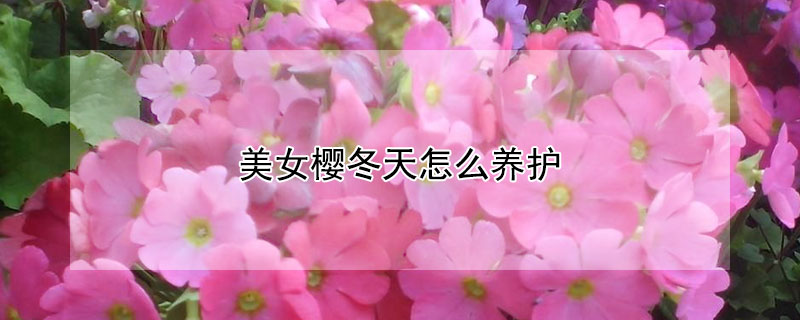 美女樱冬天怎么养护 美女樱冬天怎样过冬