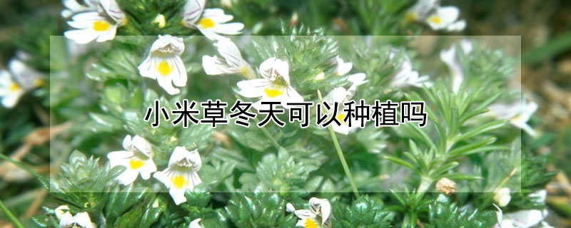 小米草冬天可以种植吗（小米草冬天还能存活么）