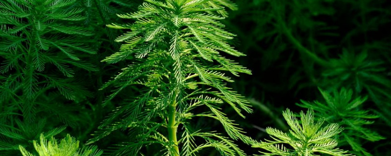 狐尾草的种植方法（狐尾草的种植方法视频）