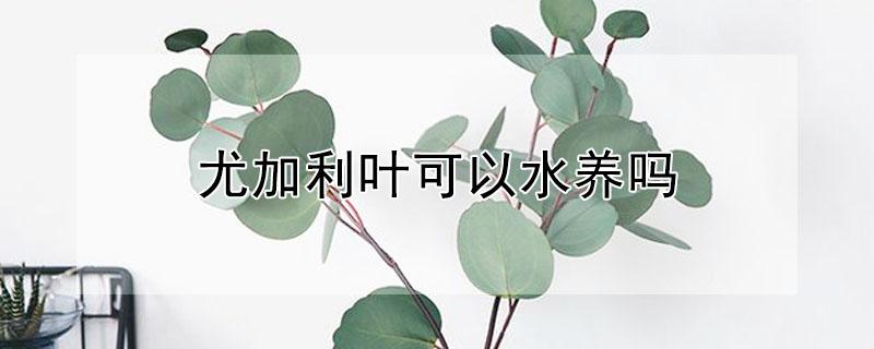 尤加利叶可以水养吗（尤加利叶可以水养吗怎么养）