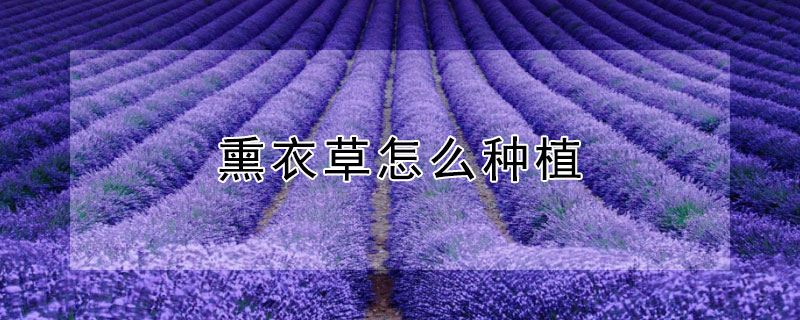 熏衣草怎么种植（薰衣草怎么种植）