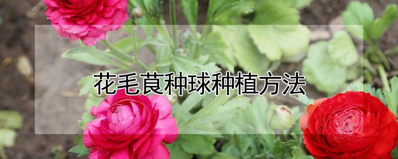 花毛茛种球种植方法 花毛茛种球种植方法视频