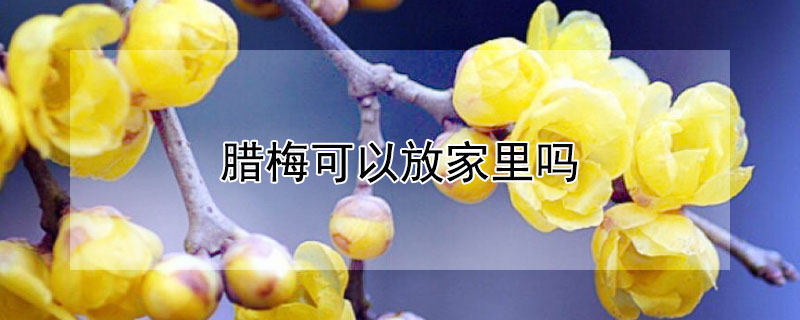 腊梅可以放家里吗（腊梅可以放家里吗有毒吗）