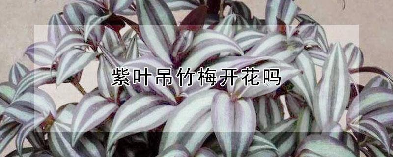 紫叶吊竹梅开花吗 紫叶吊竹梅开花吗怎么养