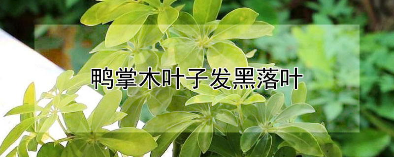 鸭掌木叶子发黑落叶 鸭掌木叶子发黑落叶怎么回事
