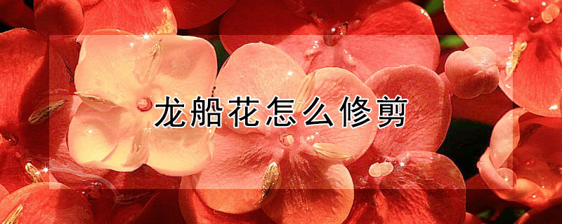 龙船花怎么修剪 龙船花怎么修剪过冬
