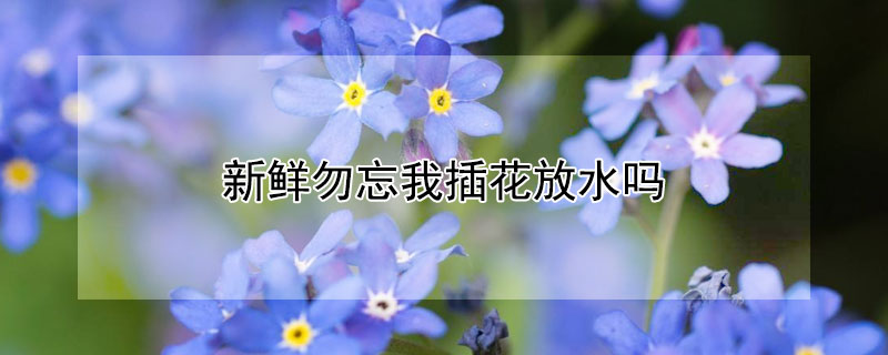 新鲜勿忘我插花放水吗（勿忘我鲜花插瓶要放水养吗）