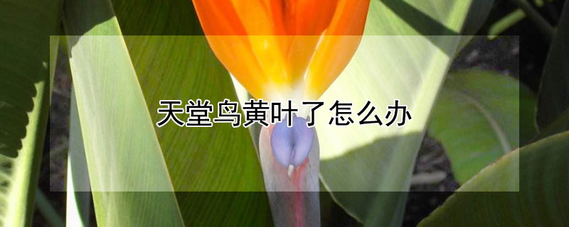 天堂鸟黄叶了怎么办（天堂鸟黄叶怎么处理）