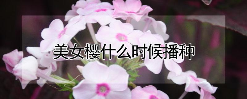 美女樱什么时候播种 美女樱什么时候播种最好