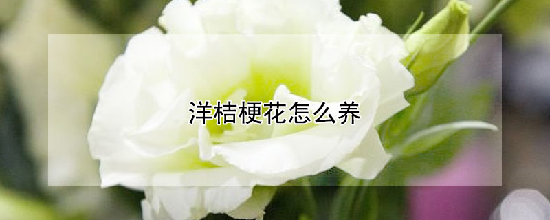 洋桔梗花怎么养（洋桔梗花怎么养在花瓶）