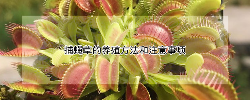 捕蝇草的养殖方法和注意事项 捕蝇草的养殖方法和注意事项才会开花长种子