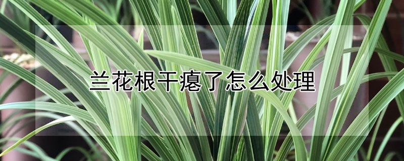 兰花根干瘪了怎么处理 兰花根干瘪了怎么处理好