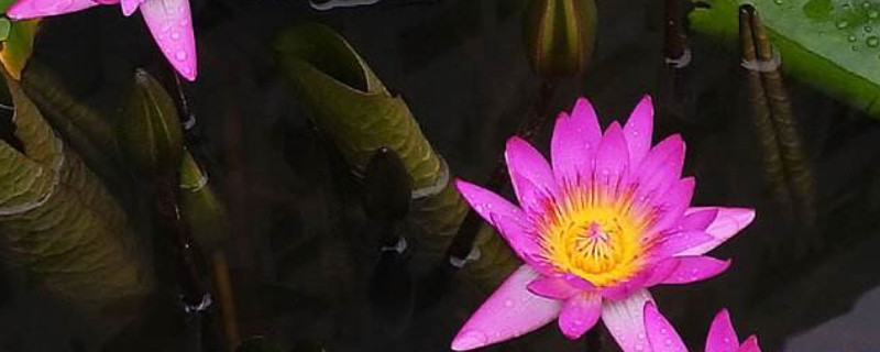 睡莲几天换水一次（怎样养睡莲不用换水）