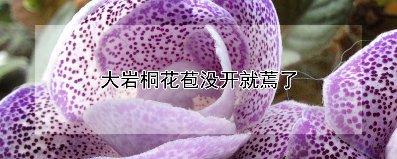 大岩桐花苞没开就蔫了（大岩桐花苞没开就蔫了什么原因）