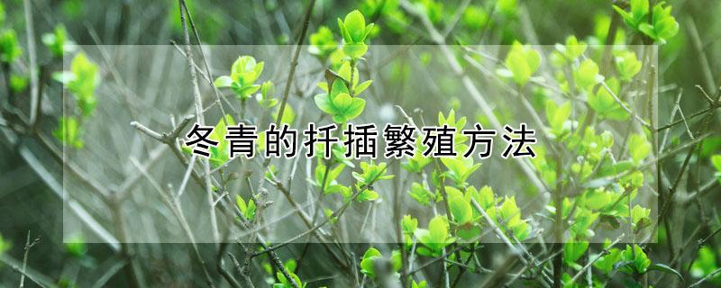 冬青的扦插繁殖方法 冬青扦插生根最快方法