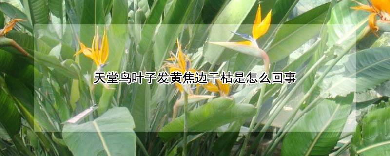 天堂鸟叶子发黄焦边干枯是怎么回事（室内天堂鸟叶子发黄焦边干枯是怎么回事）