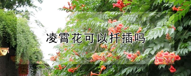 凌霄花可以扦插吗（凌霄花可以扦插吗?）