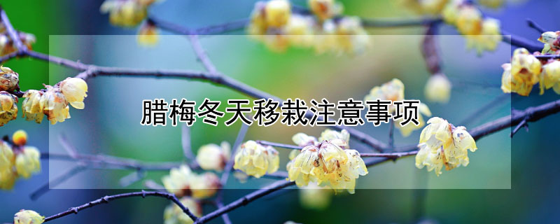 腊梅冬天移栽注意事项 腊梅冬季移栽用浇水吗