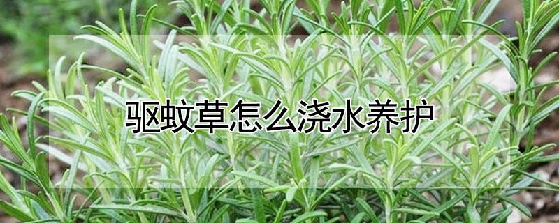 驱蚊草怎么浇水养护（驱蚊草怎么浇水养护视频）