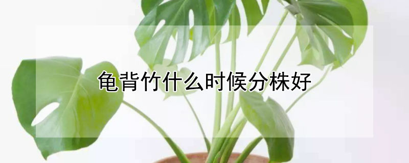 龟背竹什么时候分株好（龟背竹什么季节分株）