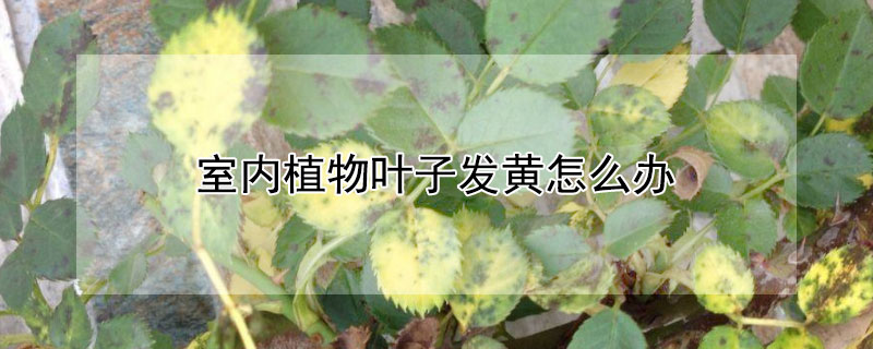 室内植物叶子发黄怎么办（室内植物叶子发黄怎么办呢）