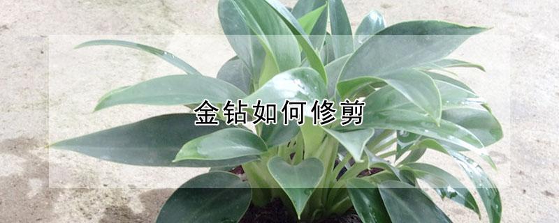金钻如何修剪 金钻如何修剪老叶