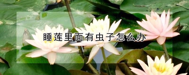 睡莲里面有虫子怎么办（睡莲里面有长长的线虫）