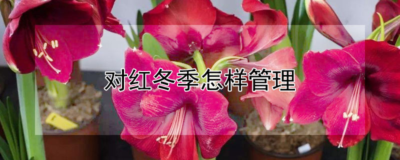 对红冬季怎样管理 对红冬天怎么养才能让它开花