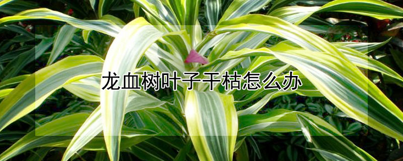 龙血树叶子干枯怎么办 龙血树叶子干枯怎么回事