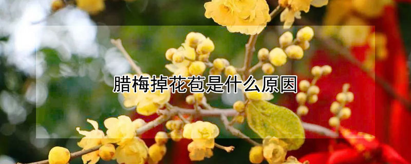 腊梅掉花苞是什么原因（腊梅掉花蕾什么原因）