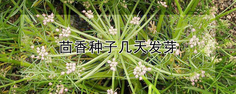 茴香种子几天发芽（茴香种子几天发芽出苗）