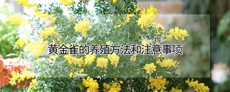 黄金雀的养殖方法和注意事项（黄金雀的风水作用及禁忌）