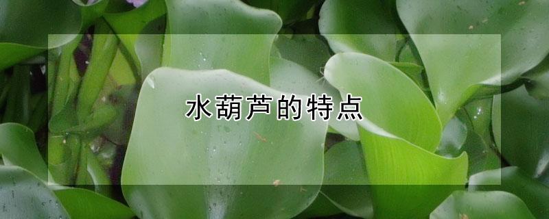 水葫芦的特点 水葫芦的特点和危害