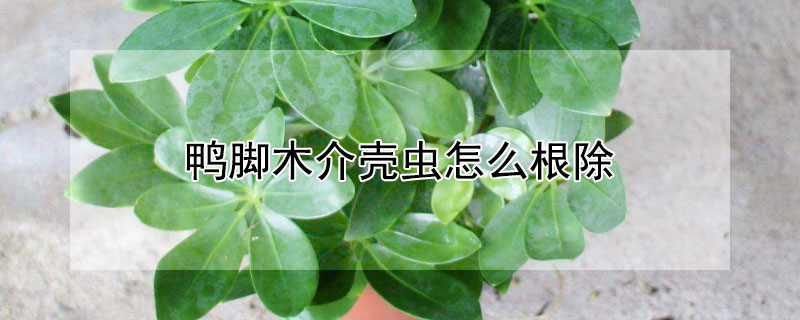 鸭脚木介壳虫怎么根除（鸭脚木介壳虫怎么治）