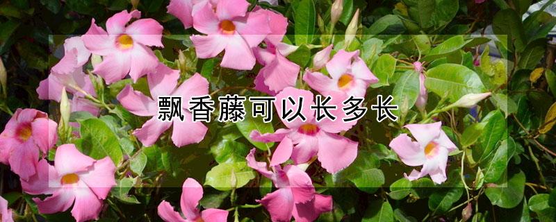 飘香藤可以长多长 飘香藤能长到多能涨到多少米