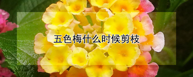 五色梅什么时候剪枝 五色梅什么时候剪枝合适