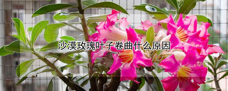 沙漠玫瑰叶子卷曲什么原因（沙漠玫瑰叶子打卷怎么办）