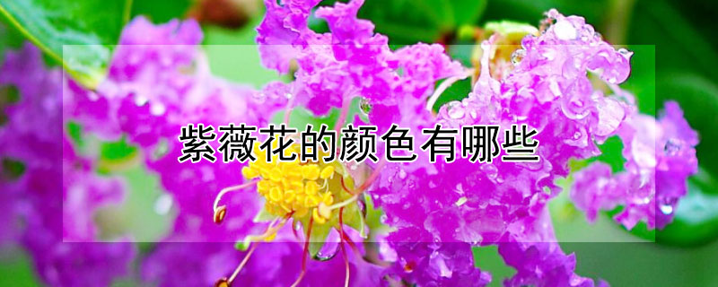 紫薇花的颜色有哪些 紫薇花的颜色有哪些图片
