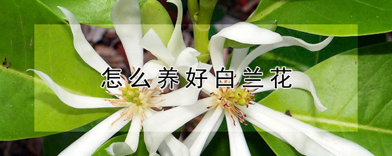 怎么养好白兰花 怎么养好白兰花,让白兰花枝杆粗壮,枝繁叶茂呢?