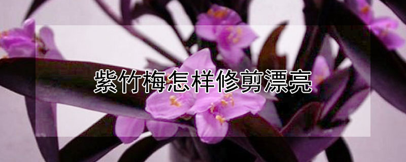 紫竹梅怎样修剪漂亮 紫竹梅怎么修剪好看