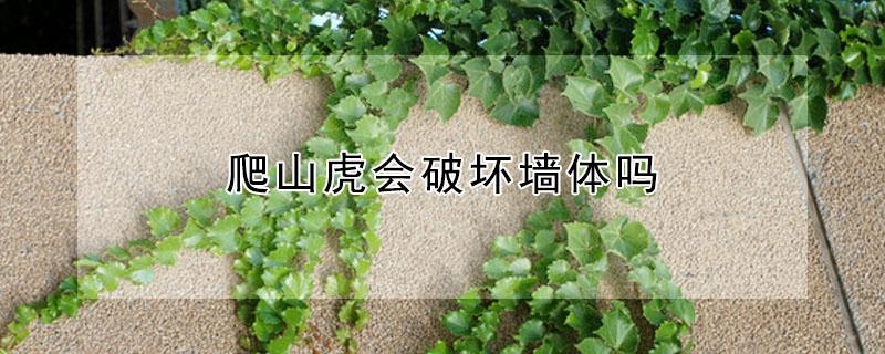 爬山虎会破坏墙体吗（爬山虎会破坏墙体吗视频）