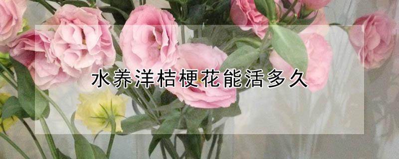 水养洋桔梗花能活多久 水养洋桔梗花能活多久呀