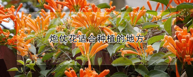 炮仗花适合种植的地方 炮仗花的养殖方法和注意事项