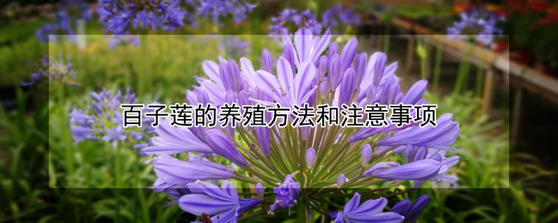 百子莲的养殖方法和注意事项（百子莲耐寒多少度）